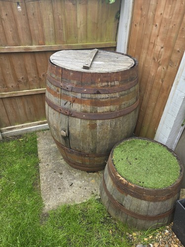 Large 500 giant oak wooden - giant,